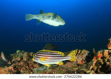 Oriental Sweetlips fish and Blue-spotted Puffer fish