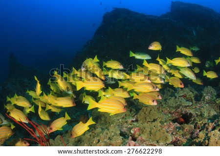 School five-lined Snapper fish on coral reef underwater