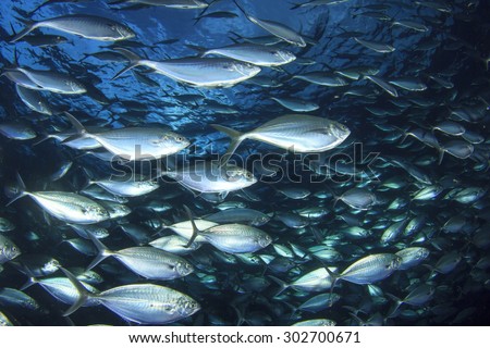 Wild Tuna Fish Underwater in Ocean