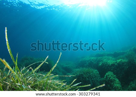 Underwater Ocean Seaweed