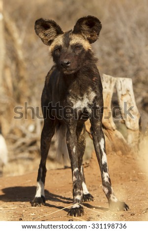 African Wild Dog (Painted Wolf)