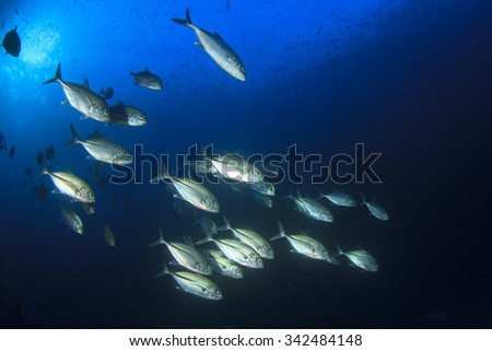 School of fish in ocean: Bigeye Trevally (Jack fish)