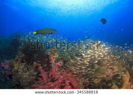 Underwater coral reef with tropical fish in ocean