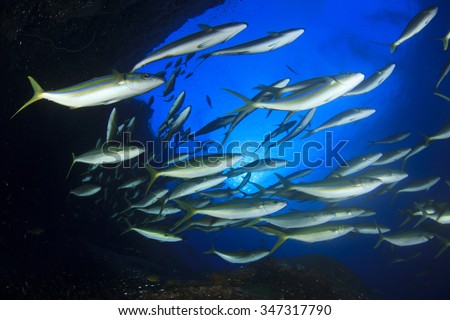 Mass swarm of predator fish hunting: Emperors. Tuna, Trevallies, Snappers, Rainbow Runners