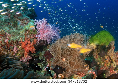 Coral and tropical fish on underwater ocean reef