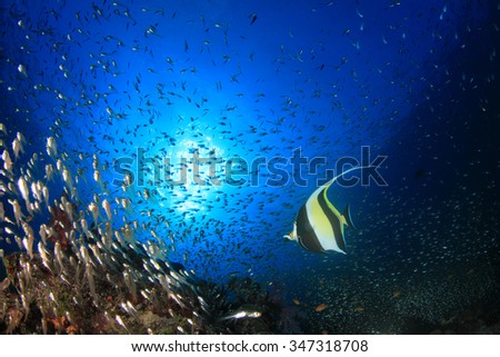Coral and tropical fish on underwater ocean reef
