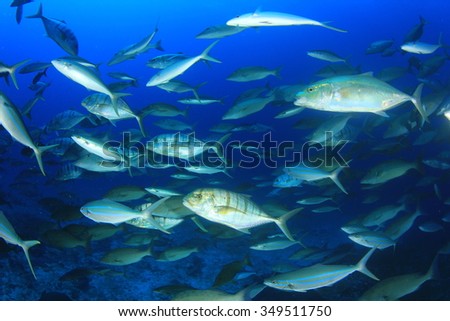 Fish predators hunting: mixed school of trevallies (jacks), rainbow runners, emperors and snappers,
