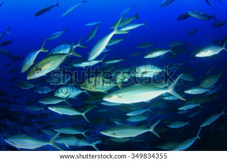 Fish predators hunting: mixed school of trevallies (jacks), rainbow runners, emperors and snappers