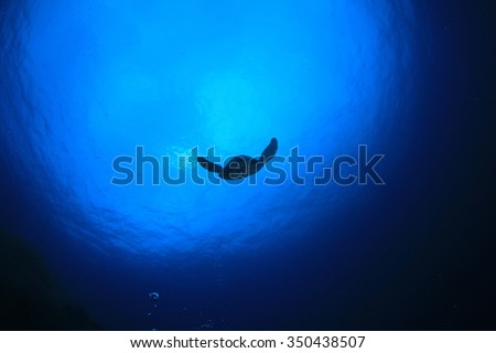 Blue Ocean Water background with turtle silhouette