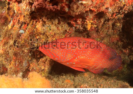 Coral Grouper fish trout cod red