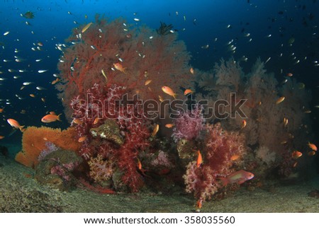 Coral and fish underwater ocean reef