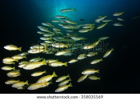 School of yellow snapper fish in ocean