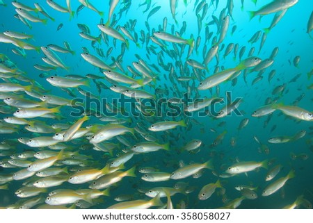 Yellow fish blue water underwater ocean snappers