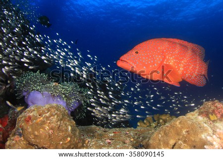 Coral Grouper fish