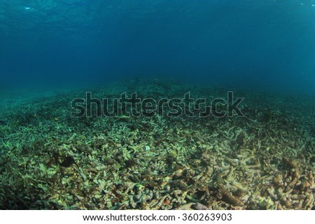 Environmental problem dead coral reef destroyed by global warming climate change pollution and overfishing
