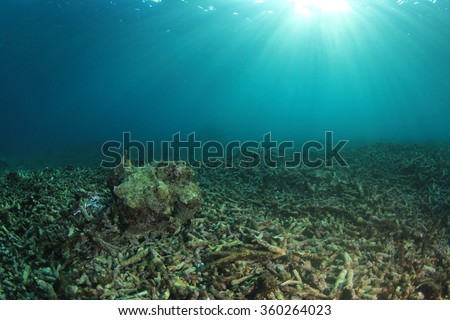 Environmental problem dead coral reef destroyed by global warming climate change pollution and overfishing