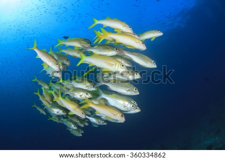 School of yellow fish in blue water background (Yellowfin Goatfish)