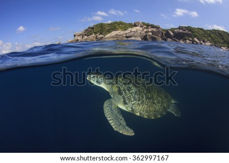 Sea Turtle half and half split photo sea surface underwater and island