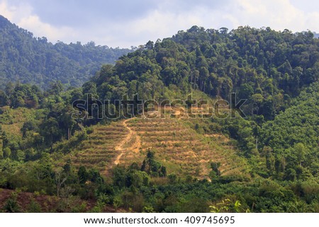Deforestation: Environmental problem of rainforest destroyed to make way for oil palm plantation