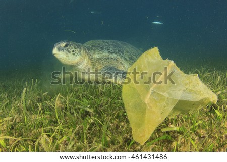 Environmental problem: plastic bags on ocean floor threat to turtles