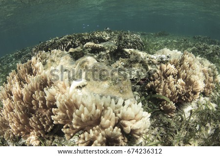 Coral bleaching. Dead and dying coral killed by global warming, climate change