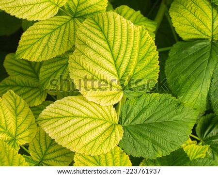 Young raspberry leaves with different shade of green as a background