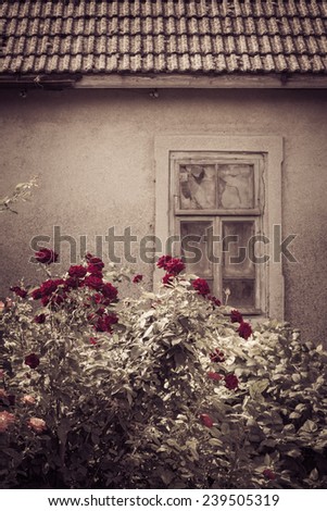 Rose bushes with broken window of an old abandoned house in the background. Retro style effect