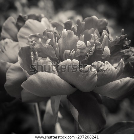 Peony petals close up. Black and white