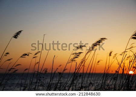 Reeds at sunset. From the island Oland in the Baltic Sea, Sweden.