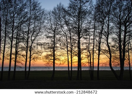 Alder trees at sunset. From the island Oland in the Baltic Sea, Sweden.