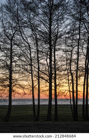 Alder trees at sunset.   From the island Oland in the Baltic Sea, Sweden.