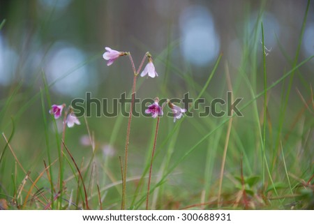 Closeup of twin flowers at soft background from low perspective