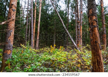 Autumn forest, tall trees, fallen pine and some snow, raspberry bushes
