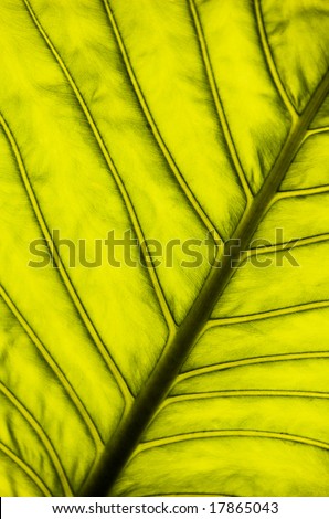 Backlit leaf veins on a bright green leaf.