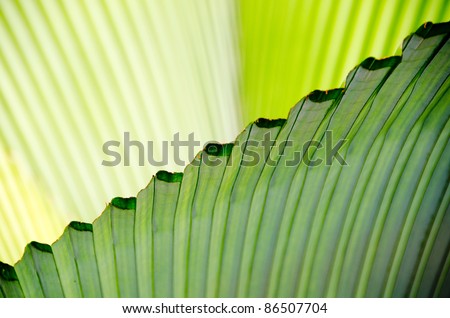 Great Diagonal Leaf Edge - A zig zag patterned leaf edge cutting diagonally across the frame with lighter shaded leaves in the background.