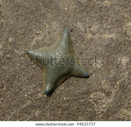 Four-legged cushion sea star on a rock at the beach