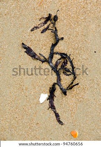 A thin strand of seaweed on flat and smooth beach sand in the shape of a running or dancing stick figure
