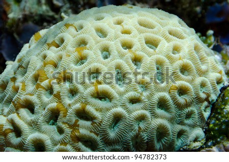 Aquarium coral suitable for desktop wallpaper