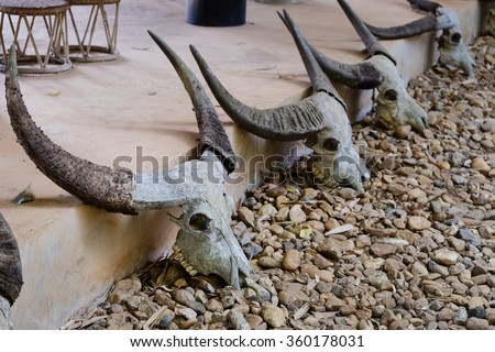 Buffalo skulls line up on the ground / Buffalo skulls