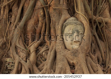 Head of ancient Buddha statue in the tree roots at Thailand.