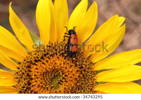 Red beetle on Sunflower