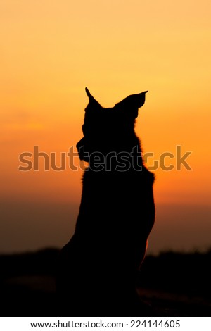 Dog Silhouette