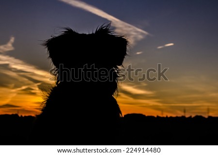Dog Silhouette