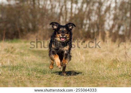 A dog running through a meadow full of joy and it looks at the camera