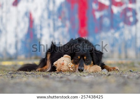 A dog lies with his teddy bear and looking at the camera