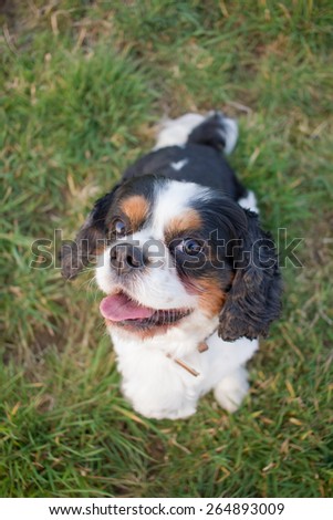 A Cavalier King Charles dog sitting in a meadow full of joy and looking upwards