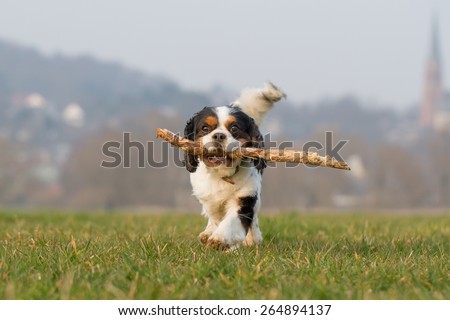 A Cavalier King Charles dog runs full of joy with a stick over a meadow