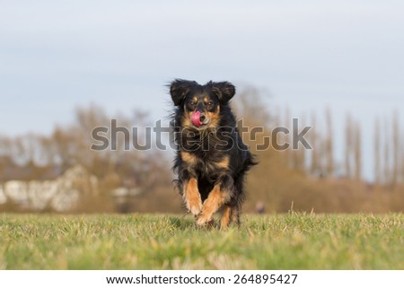 A dog running through a meadow full of joy