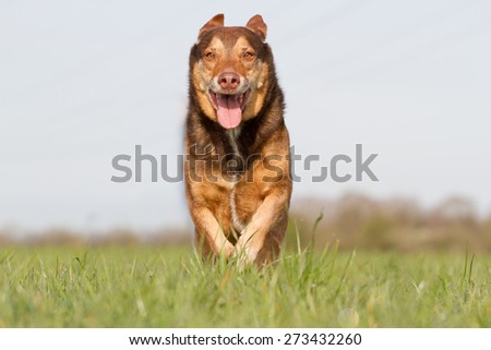 A dog running through a meadow full of joy and looks into the camera