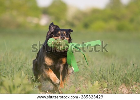 A dog runs with a toy on the meadow